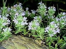 Thymus spinulosus.jpg