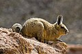 Southern Viscacha category + article Lagidium viscacia in Argentina, Bolivia, Chile, Peru