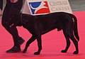 Majorca Shepherd, Short-haired