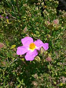 Cistus heterophyllus