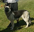 East European Shepherd, yellow with saddle