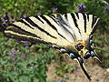 * Nomination Scarce swallowtail (Iphiclides podalirius) --Ymaup 11:05, 25 July 2009 (UTC)  Info Categories added Ymaup 09:00, 31 July 2009 (UTC) * Promotion good documentation --Mbdortmund 19:38, 31 July 2009 (UTC)