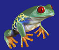 Thumbnail for File:Froggies-1.jpg