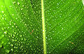 * Nomination Leaf with water droplets, by Sujit Kumar. Arria Belli 12:28, 7 April 2008 (UTC) * Promotion  CommentThe leaf is an almost flat object, both sides could be in focus. --Nevit 01:37, 9 April 2008 (UTC) I think the leaf is not flat; at least, I have seen plants of the same species before, and they bend slightly in the middle. The DOF is short but good for showing the bend in the leaf, I think. Arria Belli 00:48, 9 April 2008 (UTC) interesting texture --Stephanemartin 12:53, 12 April 2008 (UTC) Great shot. I really like vivid colors, DOF is acceptable as it's macro shot, and I believe that is is an intended effect. I'm using it as a wallpaper :) --Leafnode 12:33, 14 April 2008 (UTC)