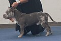 American Bully, Pocket type, blue merle