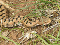 Viperidae Vipera aspis