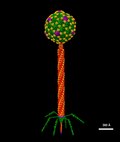 Thumbnail for File:Bacteriophage Lambda.tif