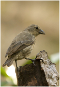 July 30: A mangrove finch, the rarest of Darwin's finches.