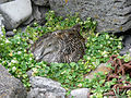 Female on nest; Vigur, Ísafjarðardjúp, Iceland