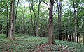 Čeština: Přírodní rezervace Getsemanka I. a II., nedaleko Rožmitálu pod Třemšínem v okrese Příbram (ČR) English: Nature reserve Getsemanka I. and II., near Rožmitál pod Třemšínem in Příbram District (Czech Republic)