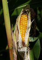 Ear of corn (maize)