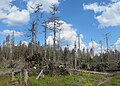 Čeština: Les po orkánu Kyrill (v r. 2007) nedaleko vrcholu Poledníku, který je součástí národního parku Šumava, nedaleko obce Prášily v okrese Klatovy English: Forest after storm Kyrill in 2007, near peak Poledník in national park Šumava, near Prášily in Klatovy District