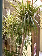 Dracaena concinna