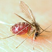 February 1: The blood-feeding sandfly Lutzomyia longipalpis, transmitter of Leishmaniasis