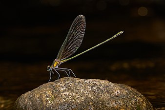 Stream Glory Neurobasis chinensis, male