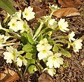 Primula vulgaris