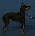 English Toy Terrier