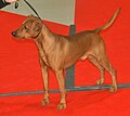 German Pinscher, red