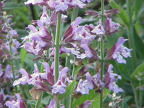 Salvia