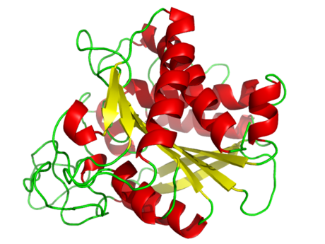 Carboxypeptidase