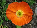 * Nomination Orange Papaver nudicaule flower, by Aconcagua. Arria Belli 13:03, 30 March 2008 (UTC) * Decline Crop too tight, the outline of the flower is too noisy. Why this high shutter speed? -- Alvesgaspar 22:12, 30 March 2008 (UTC)