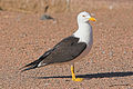 Larus fuscus (cat.)