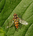 * Nomination Episyrphus balteatus --ComputerHotline 09:08, 23 June 2013 (UTC) * Promotion Good quality--Lmbuga 09:59, 23 June 2013 (UTC)