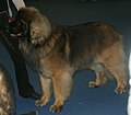 Leonberger, sable