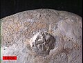 Edrioasteroid (Cystaster stellatus) from the Ordovician of northern Kentucky.