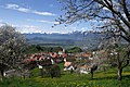 Blick auf Fraxern zur Zeit der Kirschblüte