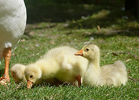 Goslings