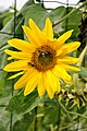 * Nomination Flower of Helianthus tuberosu T137 22:41, 3 October 2010 (UTC) * Decline Severely blown in the red channel. --Quartl 15:25, 5 October 2010 (UTC)  Comment I have uploaded new version. T137 22:05, 5 October 2010 (UTC) The oversaturation is still there (though contrast is a bit better now). If you still have the raw, you can try converting it into adobe rgb. --Quartl 07:19, 6 October 2010 (UTC) I'm sorry but it is deleted. patience T137 07:31, 6 October 2010 (UTC)