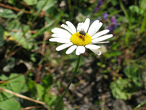 Leucanthemum vulgare (Marguerite)