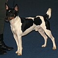 American Rat Terrier, tricolor