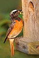 Italiano: Codirosso Phoenicurus phoenicurus