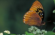 Adult, ventral view of wings.