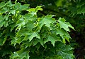 * Nomination Acer platanoides leaves with raindrops, by Martin Bobka. Arria Belli 13:48, 4 April 2008 (UTC) * Promotion Very good --B.navez 18:09, 3 April 2008 (UTC)