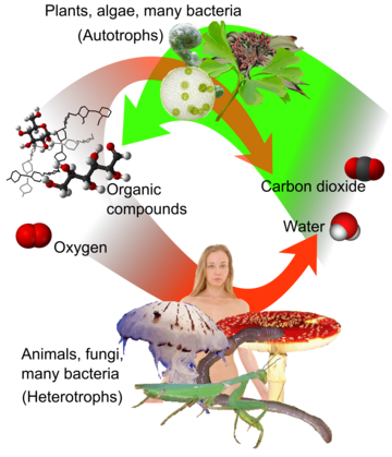 Heterotroph