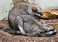 2 Lagostomus maximus, Wilhelma Zoo, Stuttgart, Germany.