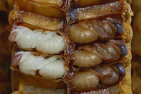 Apis mellifera (Western Honey Bee), pupae