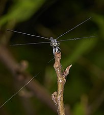 Malabar Torrent Dart Euphaea fraseri, female