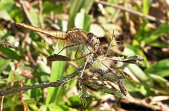 Ruddy Marsh Skimmer Crocothemis servilia female