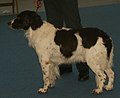 Dutch Partridge Dog