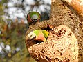 * Nomination: Red-breasted parakeets in tree cavity, Kaziranga National Park. 31 January 2017. By User:Aparajita Datta --Shankar Raman 17:16, 12 July 2017 (UTC) * * Review needed