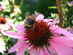 Pollen-covered bumblebee