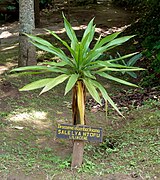 Dracaena ellenbeckiana