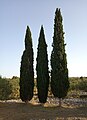 * Nomination: Trees at Prižba archeological site, Croatia --JiriMatejicek 16:35, 17 September 2024 (UTC) * Review trees are underexposed, fixable? --Grunpfnul 10:47, 20 September 2024 (UTC)