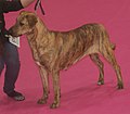 Uruguayan Cimarron, red brindle