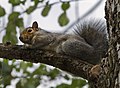 Eastern Grey Squirrel