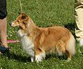 Shetland Sheepdog, sable